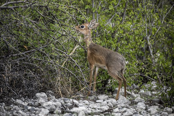 Kirk dikdik or kirk's dik-dik