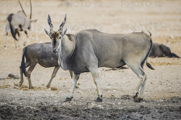 Common eland