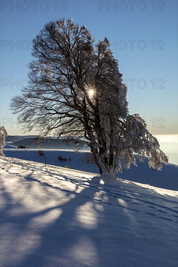 European beech