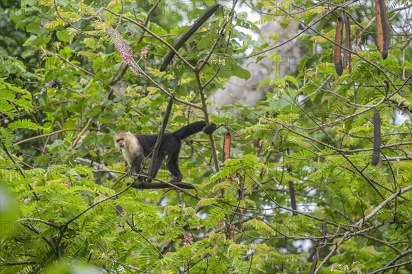 White-headed capuchin