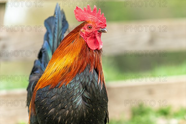 Portrait of a Rooster in a farmyard. Educational Farm