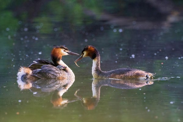 Pair of great crested grebe