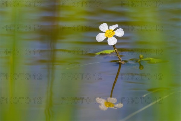 Water crowfoot