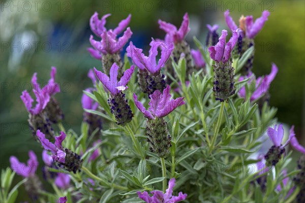 Crested lavender