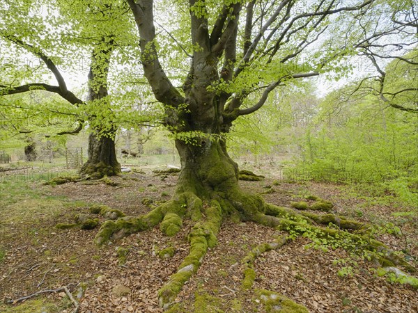 Knotty beech