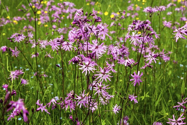 Cuckoo's campion