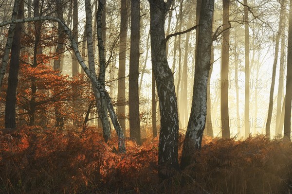 Warty birch