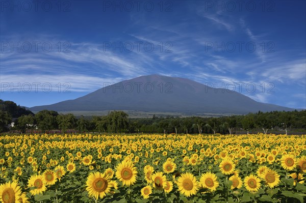 Fields full of sunflowers