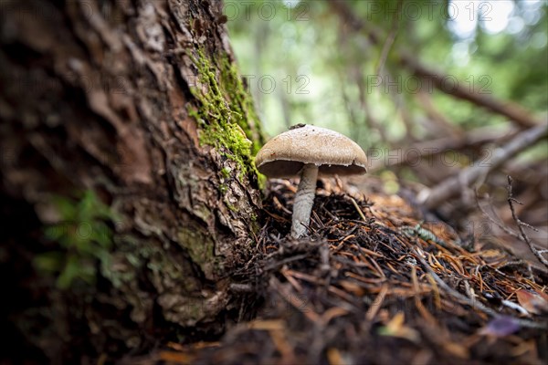 Roof fungi