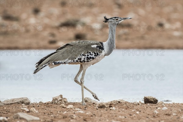 Kori bustard