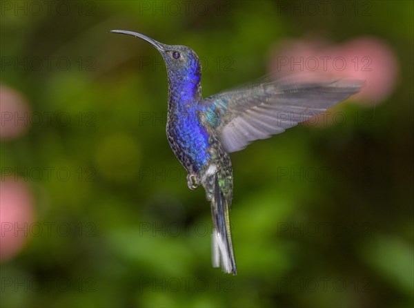 Violet sabrewing