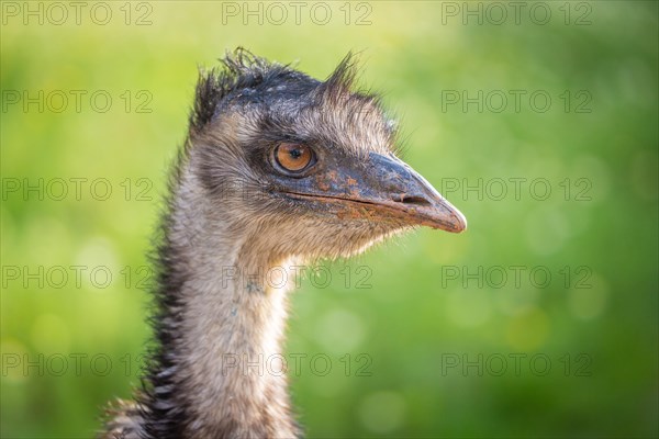 Grosser Emu