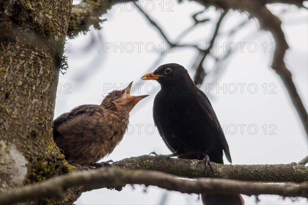 Amsel Maennchen oder Schwarzdrossel