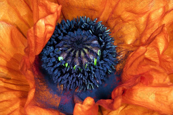 Red flower of the oriental poppy