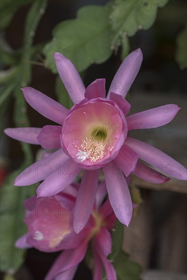 Flowers of a nopalxochitl