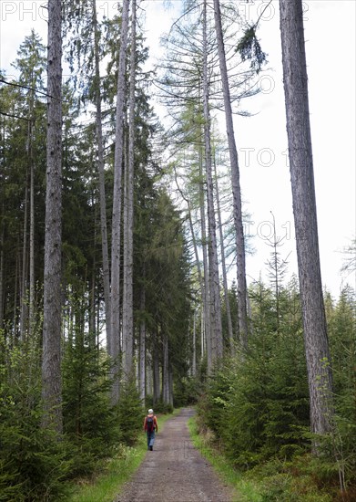 Hikers on the path through the Moorwald adventure trail