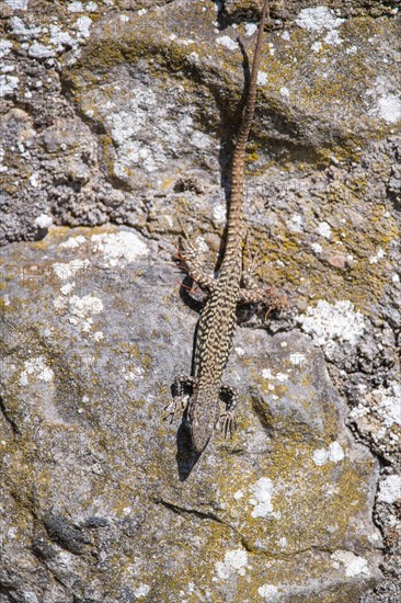 Wall lizard