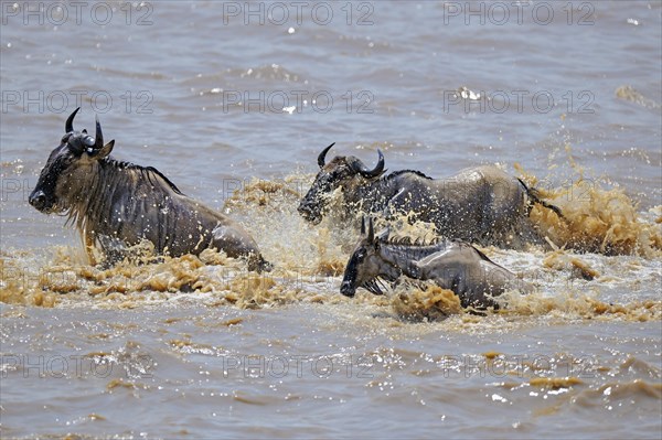 Wildebeest