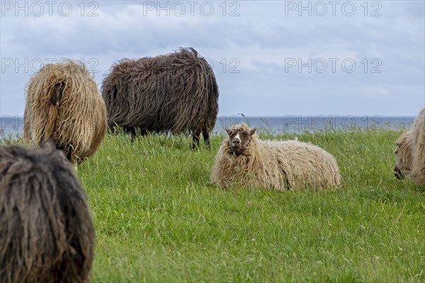 Norwegian sheep on the dike