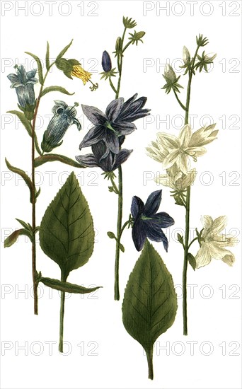 Various bellflowers