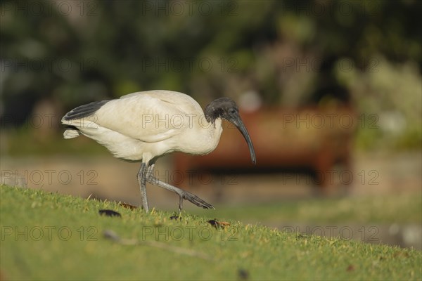 Australian white ibis