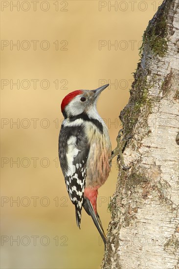 Middle spotted woodpecker