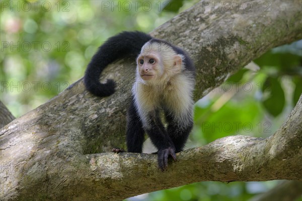 White-headed capuchin