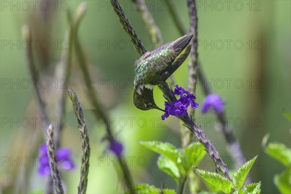 Scintillant hummingbird