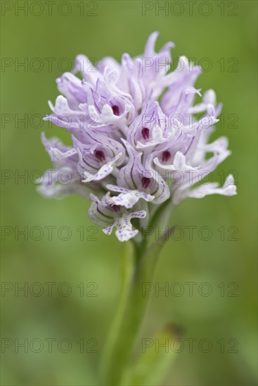 Three-toothed orchid