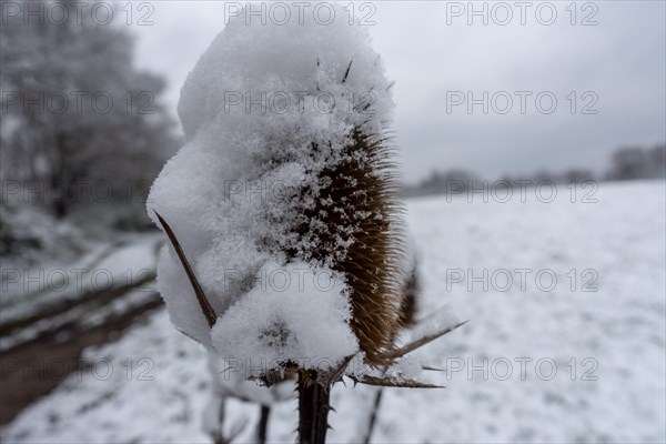 Am Rand einer verschneiten Wiese mit einer Gruppe Baeumen am Rand steht eine trockene Distel mit einer dicken Haube aus frischem Schnee