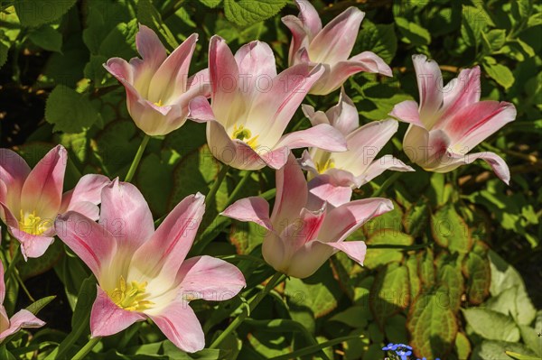 Pink tulips