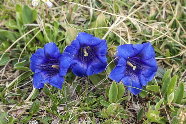 Pebble bell gentian