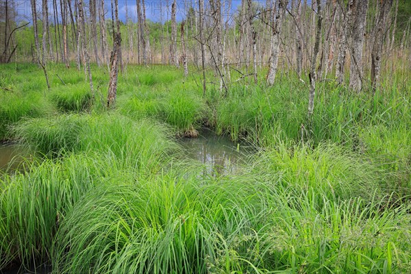 Sedge bulrushes