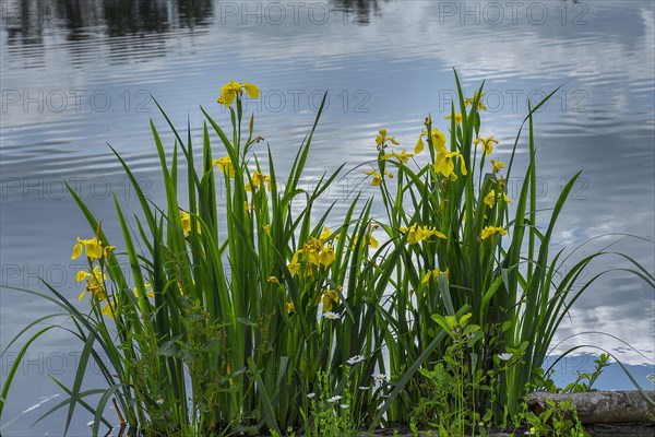 Flowering yellow flag