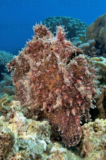 Giant frogfish