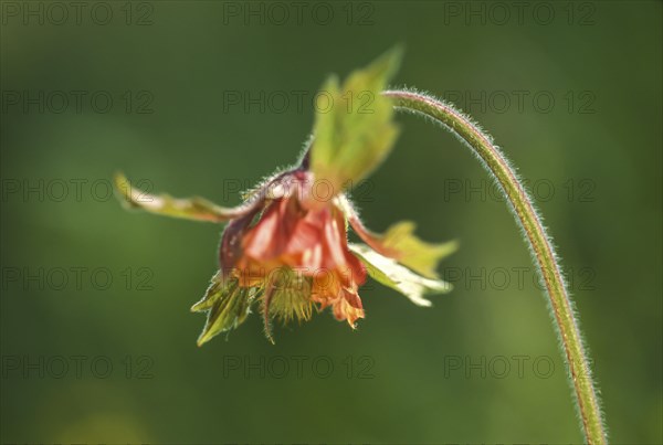 Water avens