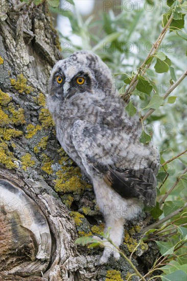 Young long-eared owl