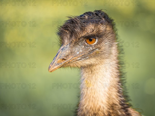 Grosser Emu