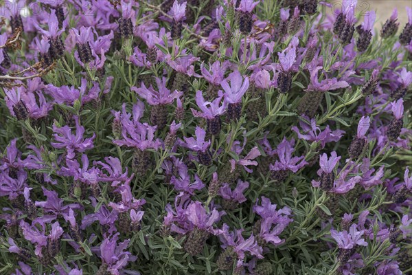 Flowering lavender