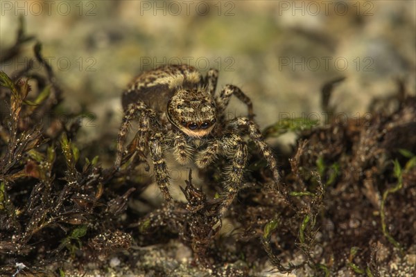 Jumping spider