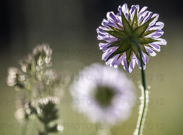 Field scabious