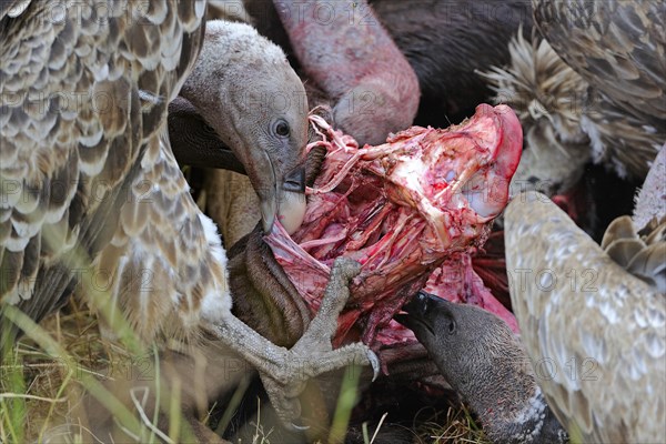 Rueppell's vulture