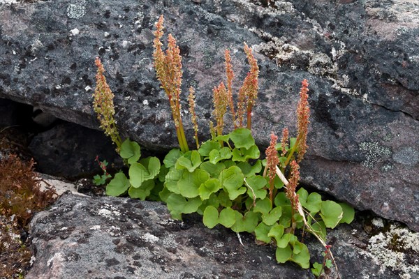 Alpine acidophile