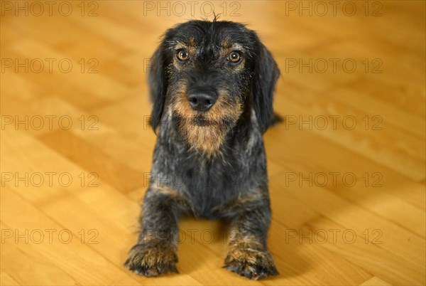 Rough-haired dachshund