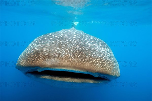 Giant whale shark