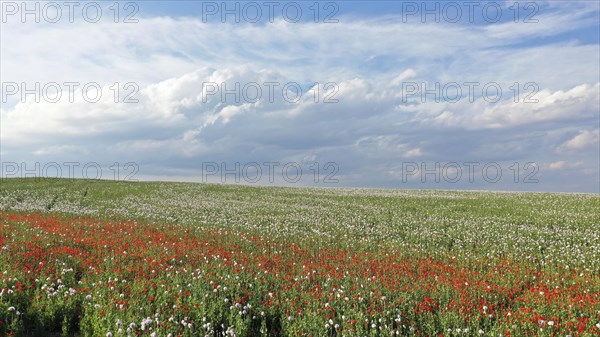 Field with Waldviertel grey poppy