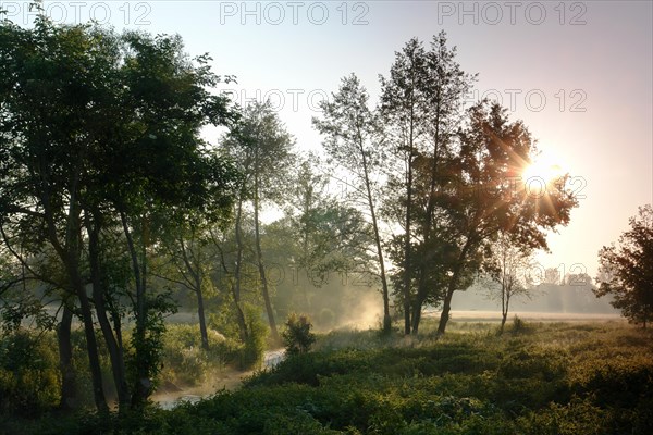 On the banks of a brook Brook Water Fog Haze Trees Meadows