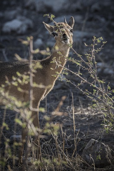 Kirk dikdik or kirk's dik-dik