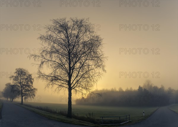 Baumreihe mit Weg im Nebel bei Sonnenaufgang