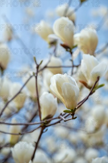 Blooming flower blossoms flowers in Yeouido Park public park in Seoul